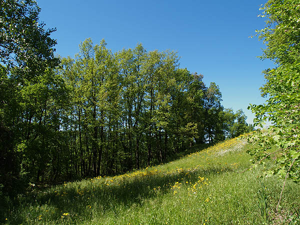 Oasi naturalistica del Carmine